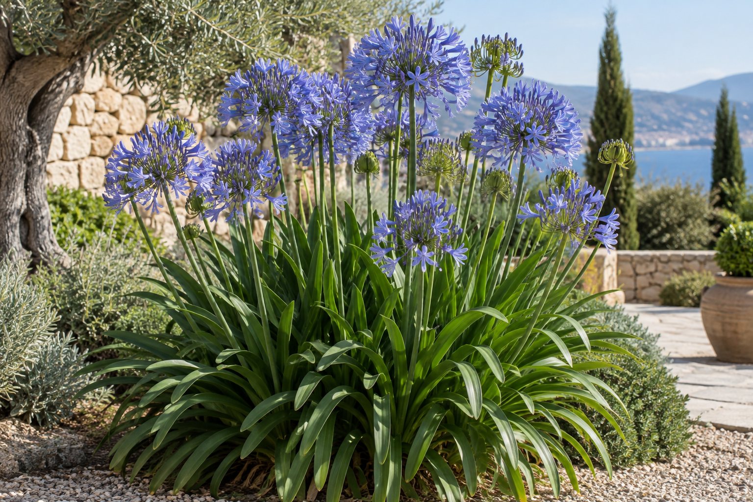 Agapanthus