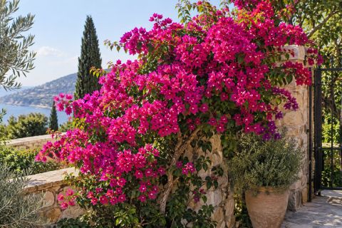 Bougainvillea
