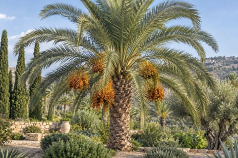 Date Palm