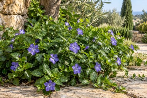 Greater Periwinkle