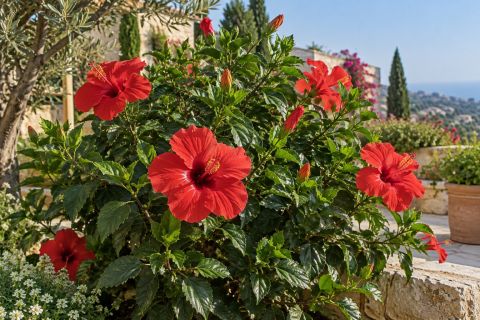 Hibiscus