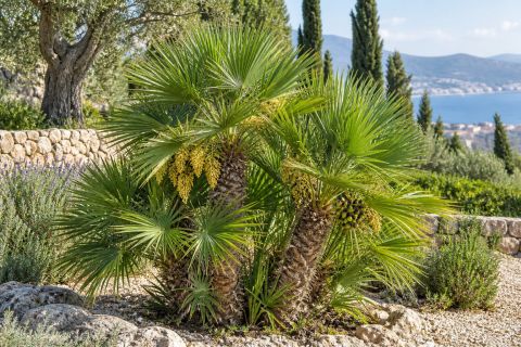 Mediterranean Fan Palm