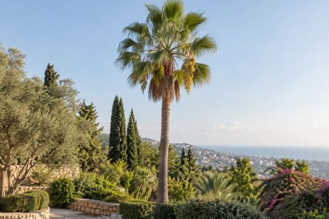 Mexican Fan Palm