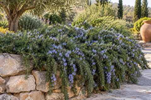 Prostrate Rosemary