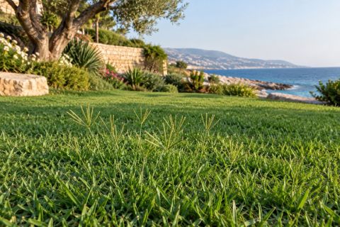 Seashore Paspalum