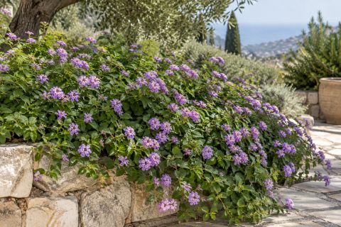 Trailing Lantana